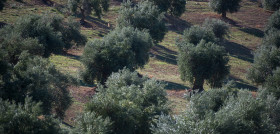 Enfermedades olivo variedades raif oleo 120123