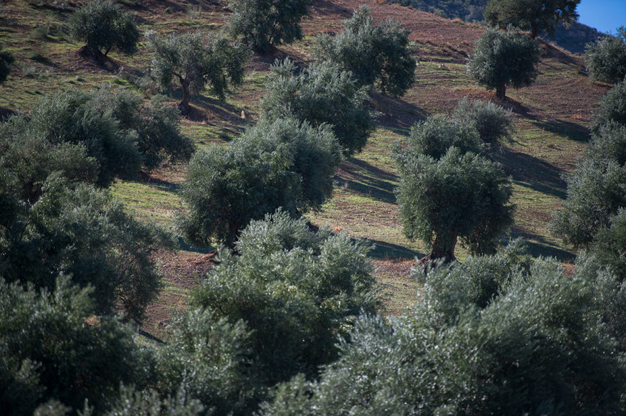 Enfermedades olivo variedades raif oleo 120123