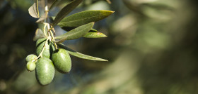 Curso olivar ecologico seae oleo 170223