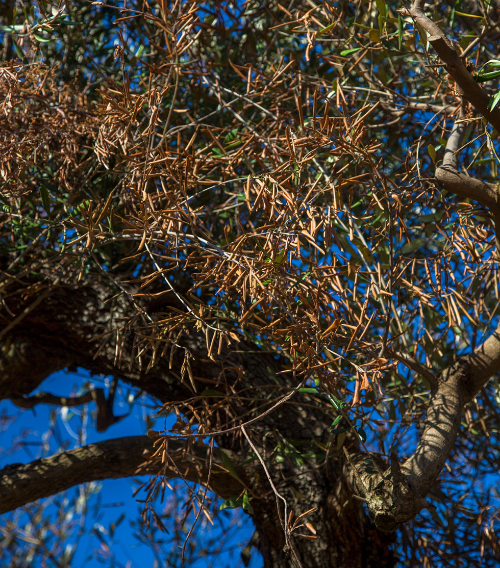 Xylella fastidiosa nuevao estudio oleo 060323