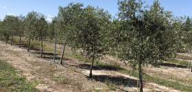 Olives Ocala Florida estudio EEUU oleo 080323
