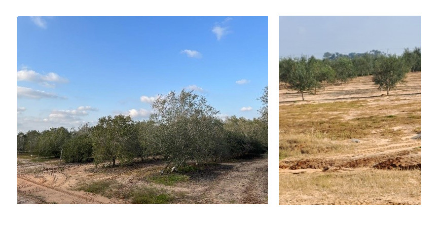Israeli germoplasm collection oleo 220323