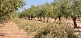 Restos poda olivo biomasa certificacion oleo 290323
