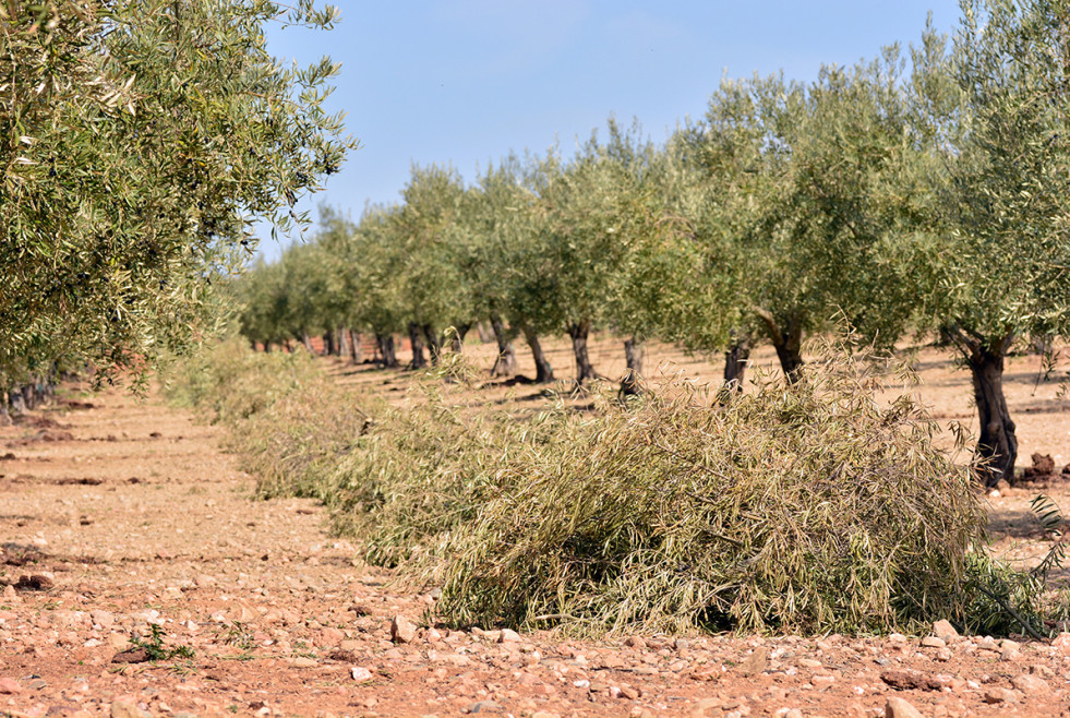 Restos poda olivo biomasa certificacion oleo 290323