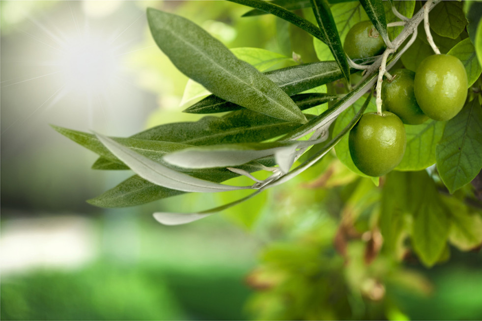 Olive atlas oleo 310323