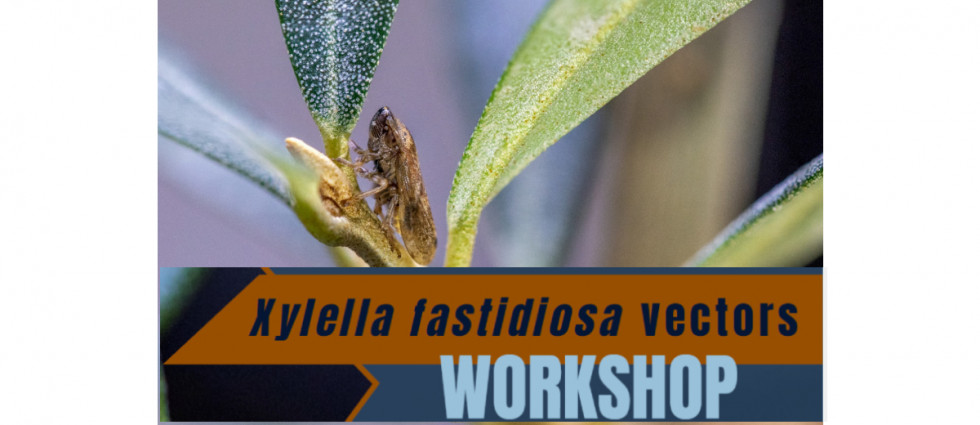 XF VECTORS WORKSHOP COI oleo 170423