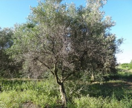 Raif plaga olivo portugal oleo120523