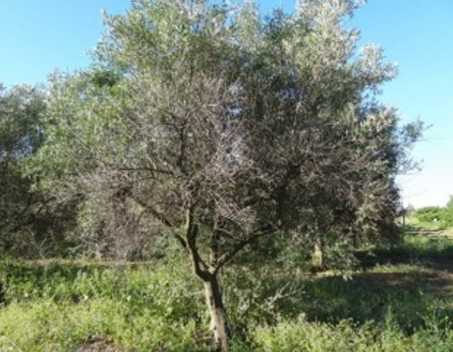 Raif plaga olivo portugal oleo120523