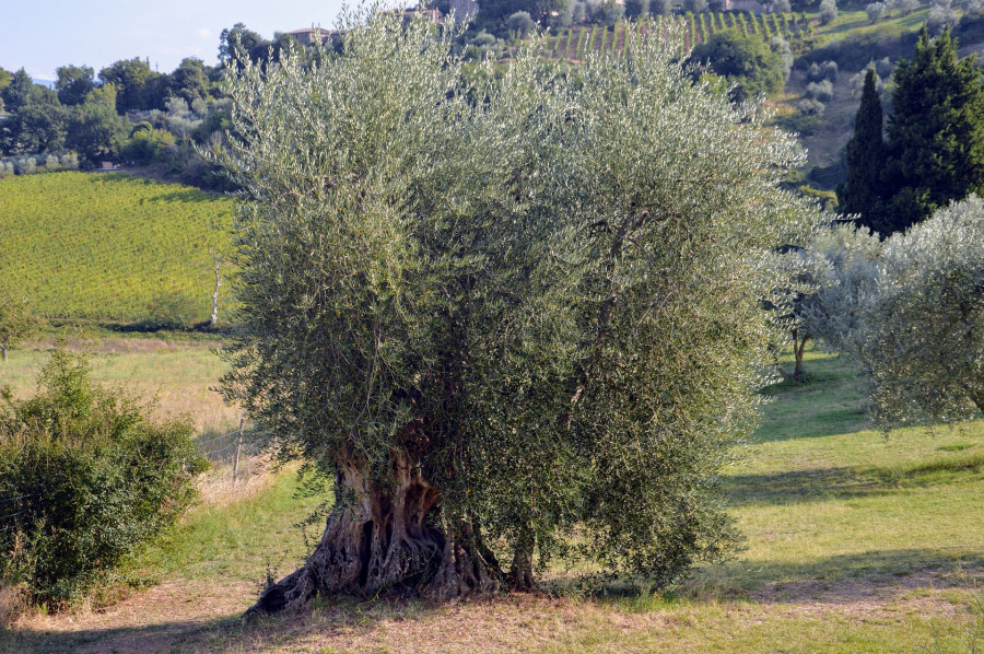 Olivos toscana alefolsom oleo220523