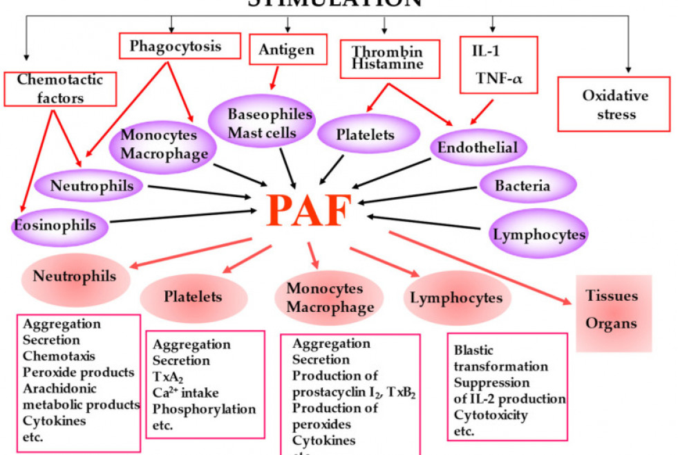 Biomolecules paf aov oleo290523