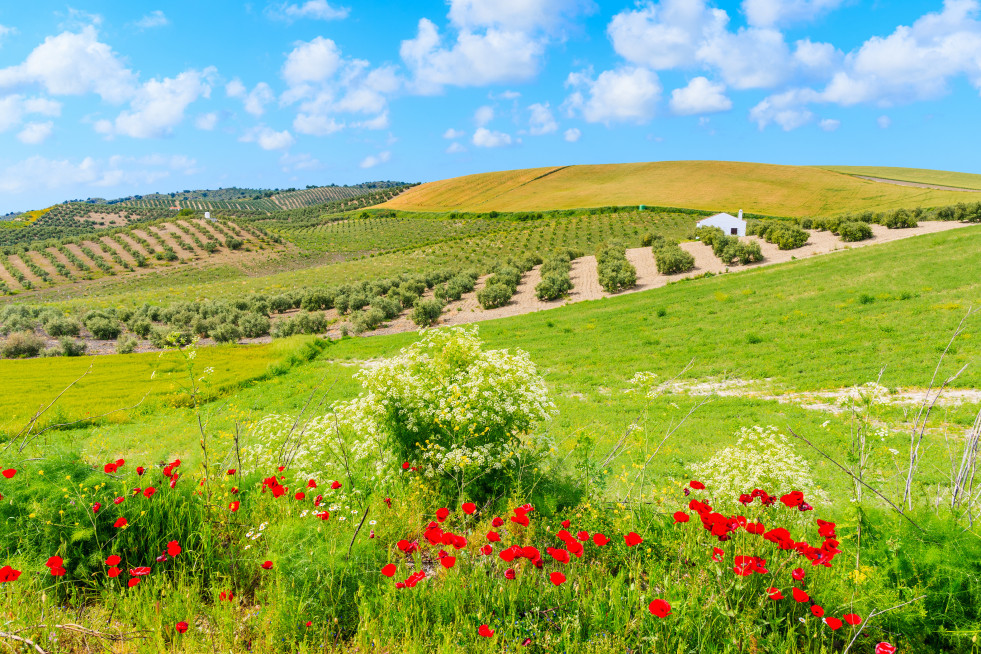 OlivarAndalucia Ecologico oleo300523