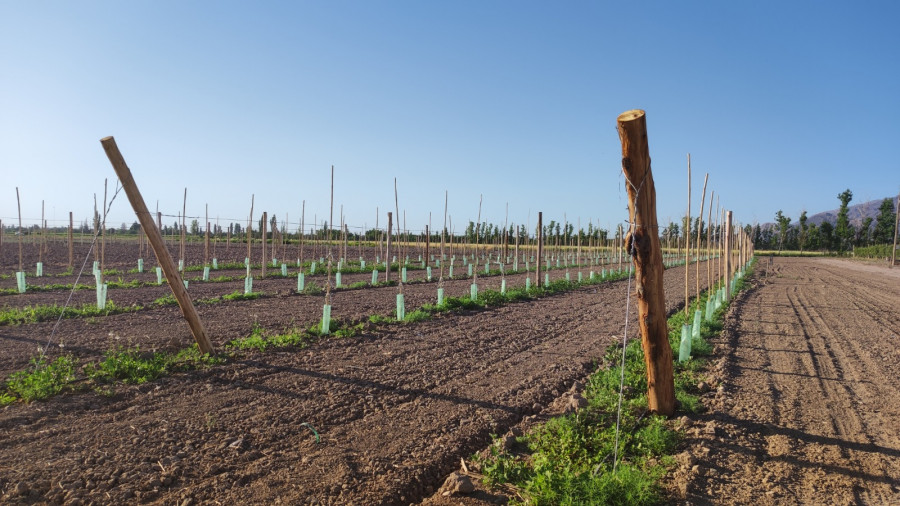Inta argentina cambio climatico estudio1 oleo020623