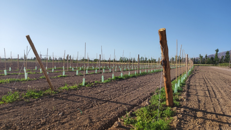Inta argentina cambio climatico estudio1 oleo020623