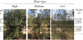 Analisis foliar olivar seto italia oleo270623