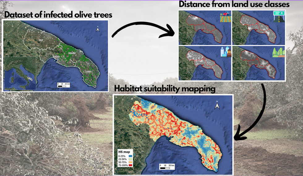 Xylella efecto humano crea oleo200723