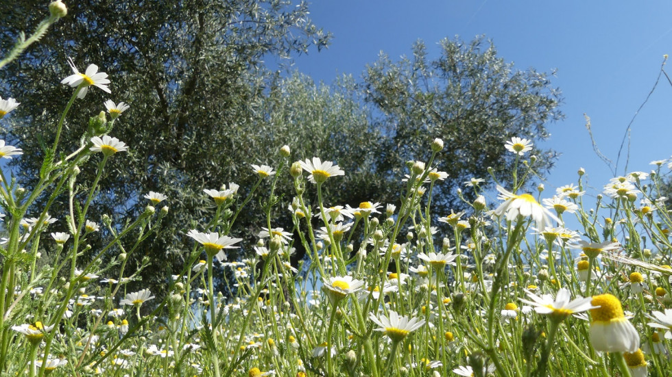 Olivares vivos calor oleo200723