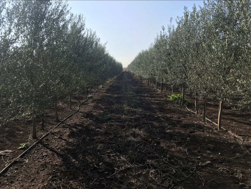 Complejo santa rita juan vilar oleo270723