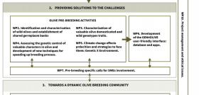 Gen4olive WP graph coi oleo agosto23