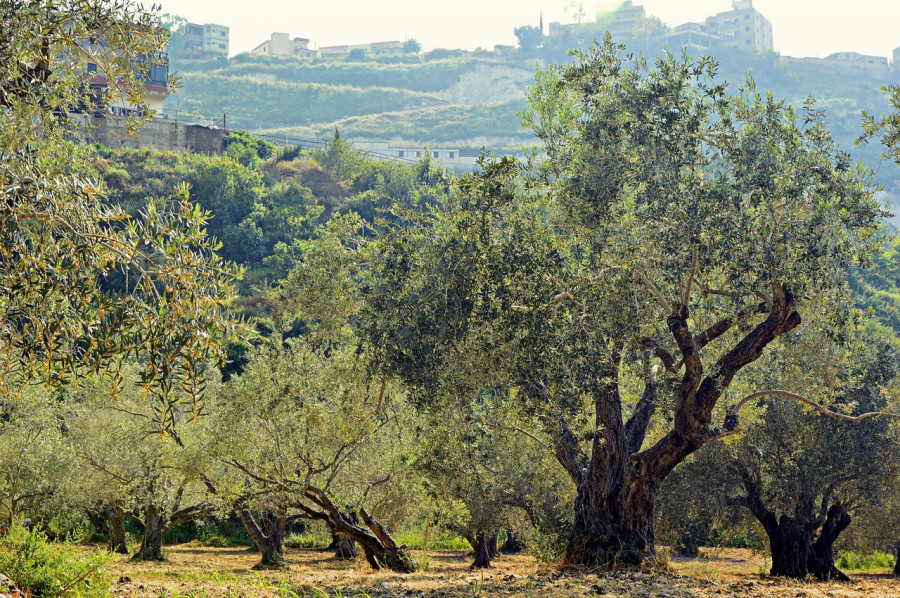 Olivar imidra coberturas europa estudio oleo150923