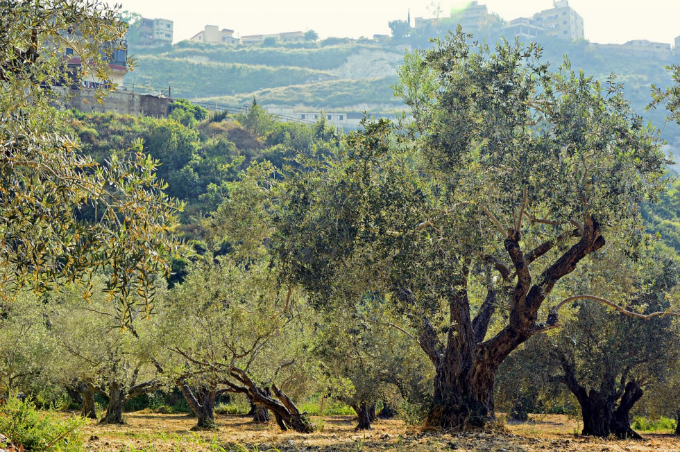Olivar imidra coberturas europa estudio oleo150923