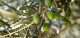Aceituna oowc posters oleo271023