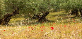 Curso olivicultura ecologica seae 071123