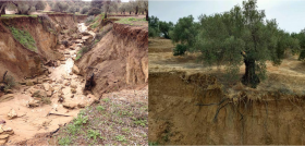 FOTO OLIVARES ESCORRENTÍA Cubiera erosionada194 oleo131123