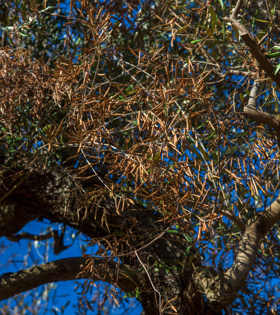 Xylella fastidiosa portugal raif andalucia oleo171123