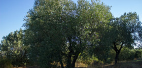 Olivo Italia pixabay oleo201123