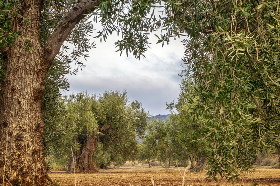 Estrategia olivar andalucia oleo241123