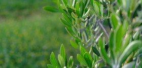 Hoja olivo silicio aceite de oliva oleo301123