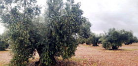 Villarrubia aceite de olivo  olivar oleo011223