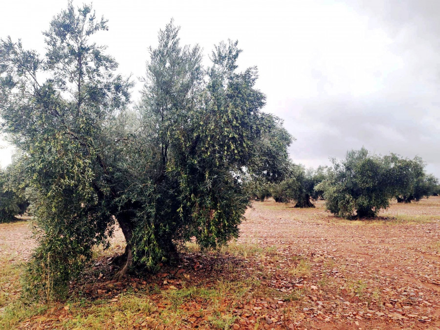 Villarrubia aceite de olivo  olivar oleo011223
