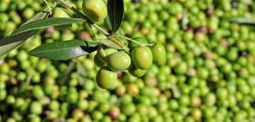 Banco germoplasma olivo crea italia aceite de oliva oleo051223