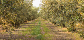 Olivares languedoc dop aceite de oliva oleo131223
