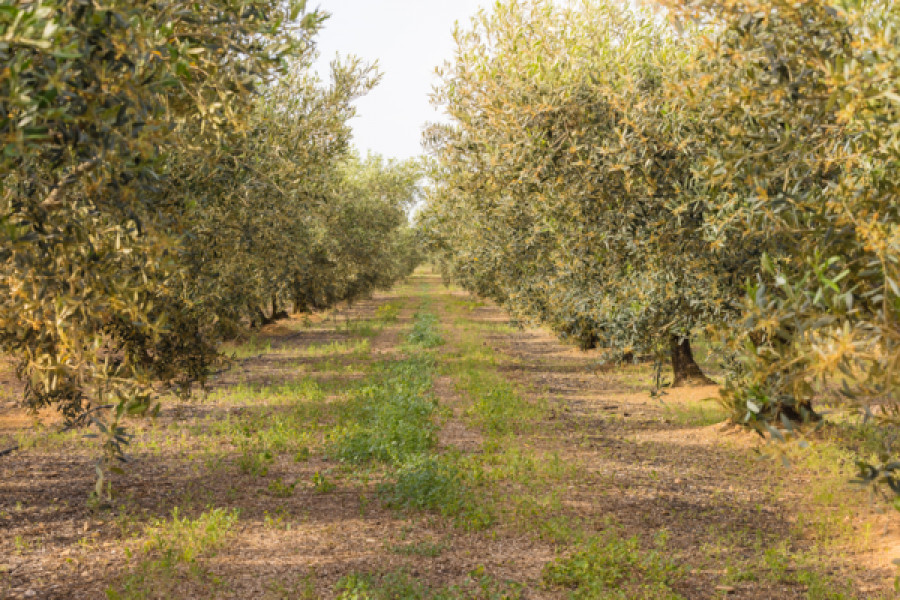 Olivares languedoc dop aceite de oliva oleo131223