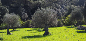 Cubiwood upa cubiertas vegetales aceite de oliva oleo201223