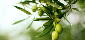 Estudio preditec aceite de oliva cooperativas extremadura oleo211223