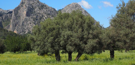 Hidrolivar olivar mallorca pixabay oleo291223