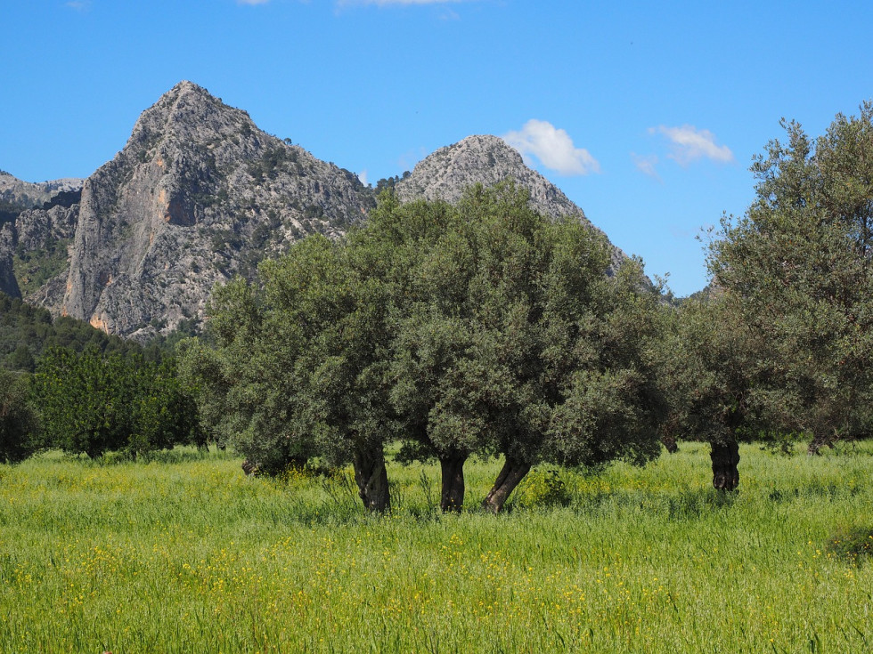 Olivar mallorca pac cuaderno digital oleo020123