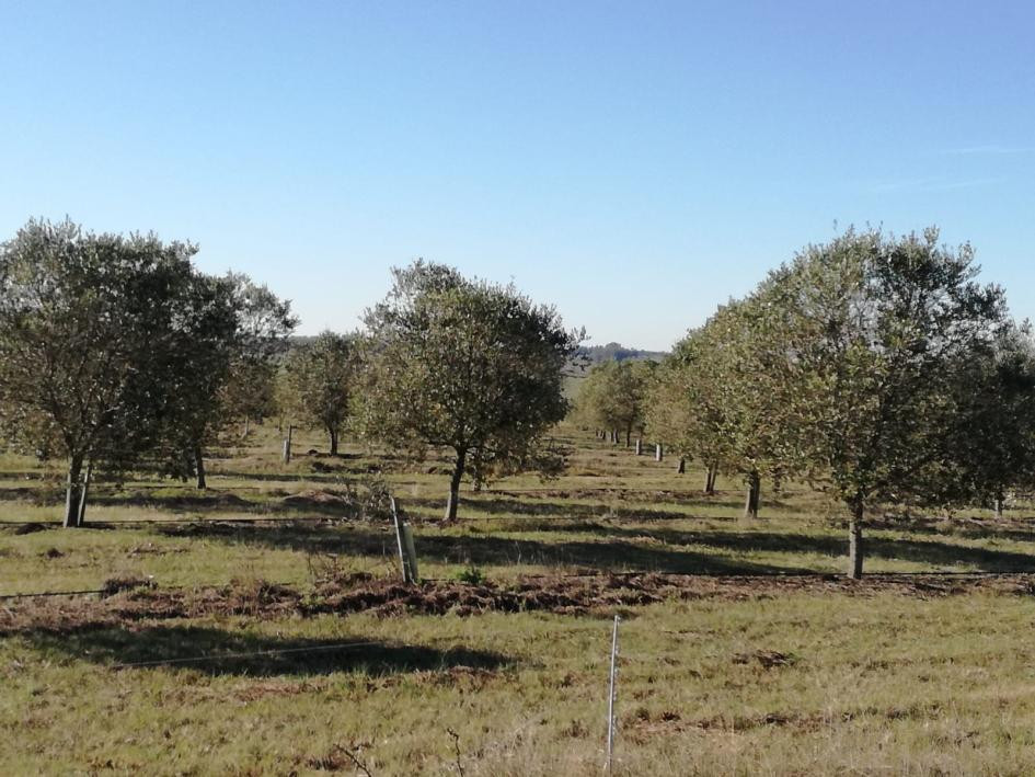 Olivos Florida uruguay censo oleo160124