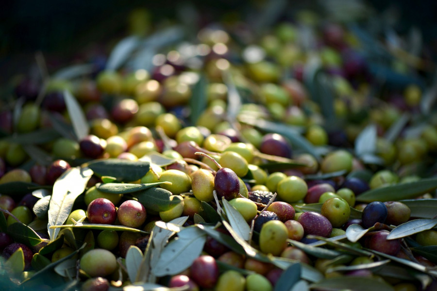 Asaja extremadura robos aceitunas oleo170124