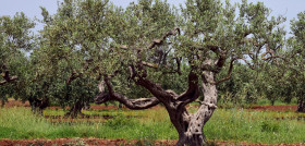 Italia abandono olivos italia olivicola oleo050224