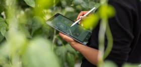 Primer plano de una tablet controlando una plantación agrónoma   opinion telefonica195 oleo070224