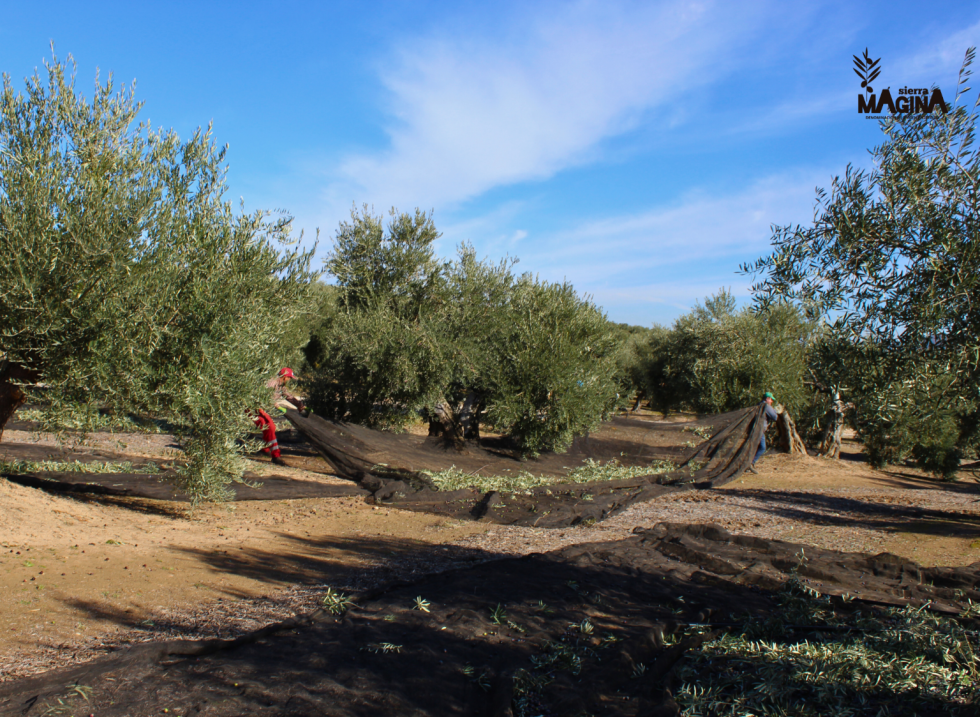 Dop sierra magina final recoleccion oleo20024