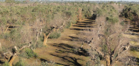 Xylella efsa seminarios marzo24 oleo010324