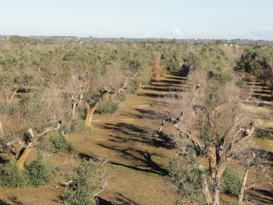 Xylella efsa seminarios marzo24 oleo010324