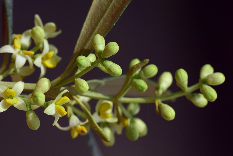 Flor olivo do cazaorla oleo180324