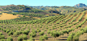 Olivar andalucia subalma oleo210324