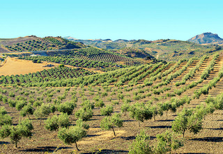 Olivar andalucia subalma oleo210324